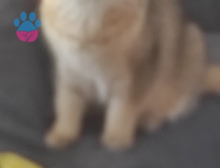 British Shorthair 1 Yaşında Eş Arıyor