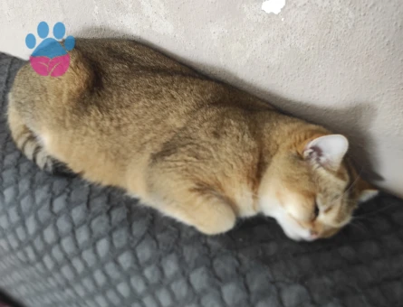 British Shorthair 1 Yaşında Eş Arıyor