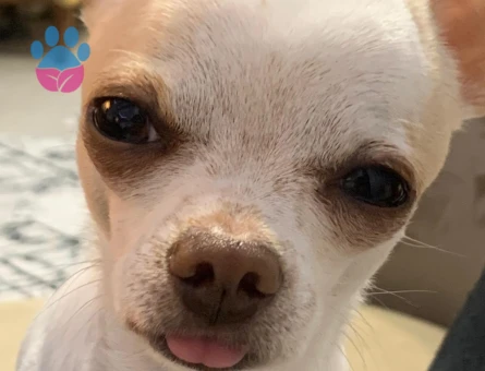 1.5 yaşındaki oğlumuza eş arıyoruz