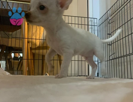 1.5 yaşındaki oğlumuza eş arıyoruz