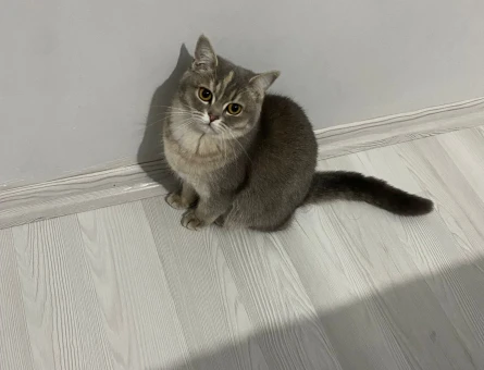 British Shorthair Kızımıza güzel sağlıklı bir eş arıyoruz - 118974881