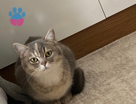 British Shorthair Kızımıza güzel sağlıklı bir eş arıyoruz