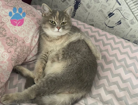 British Shorthair Kızımıza güzel sağlıklı bir eş arıyoruz