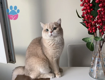 British Shorthair Kedim Eş adayları aranıyor