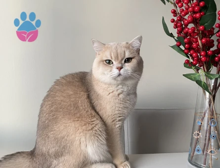 British Shorthair Kedim Eş adayları aranıyor