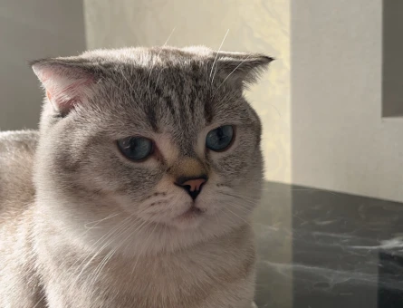 scottish fold cinsi oğlumuz Gölge’ye eş aramaktayız - 118974883