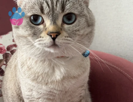 scottish fold cinsi oğlumuz Gölge’ye eş aramaktayız