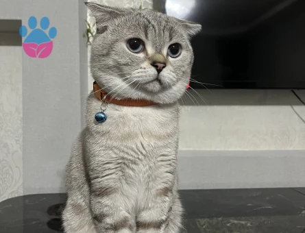 scottish fold cinsi oğlumuz Gölge’ye eş aramaktayız