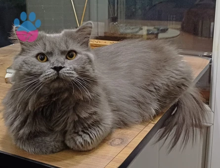British Longhair Kedime Dişi Eş Arıyorum