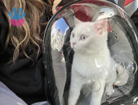 British Shorthair Kedime Acil Eş Arıyorum