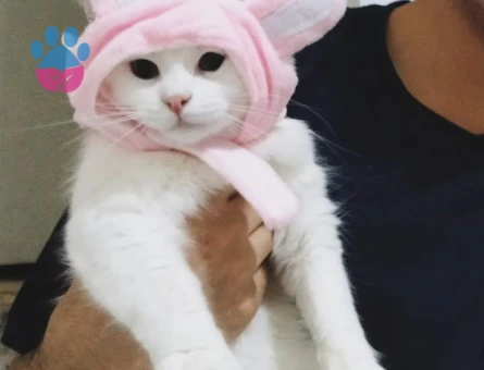 British Shorthair 1 Yaşında Kedime Eş Aranıyor