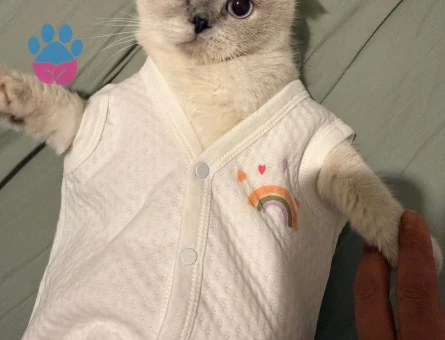 Scottish Fold 1 Yaşında Kızgınlıkta Kedime Eş Arıyorum