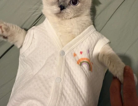 Scottish Fold 1 Yaşında Kızgınlıkta Kedime Eş Arıyorum - 118982434