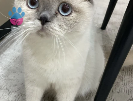 Scottish Fold 1 Yaşında Kızgınlıkta Kedime Eş Arıyorum