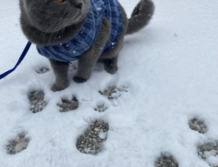 British Shorthair 1 Yaşında Erkek Kızgınlıkta - 118982435