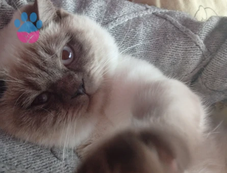 British Shorthair Bluepoint 11 Aylık Erkek Kedim Eş Arıyor