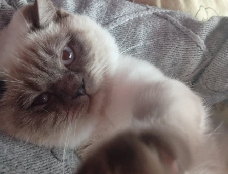British Shorthair Bluepoint 11 Aylık Erkek Kedim Eş Arıyor - 118982436