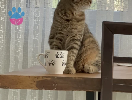 10 aylık kızımıza eş arıyoruz