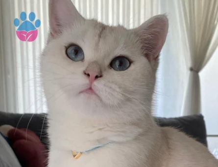 İzmirden Blue Point Beyaz Kızımıza eş arıyoruz