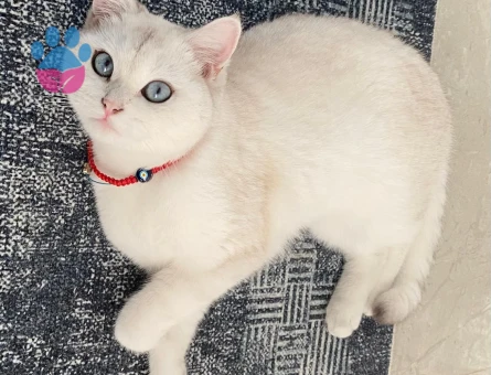 İzmirden Blue Point Beyaz Kızımıza eş arıyoruz