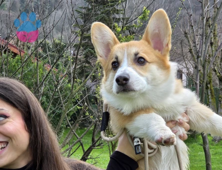 Erkek Pembroke Welsh Corgi için eş