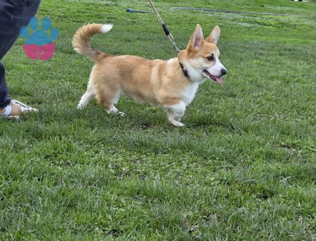 Erkek Pembroke Welsh Corgi için eş
