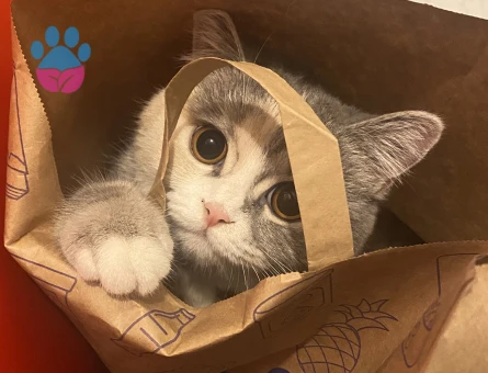 2 yaşında british shorthair