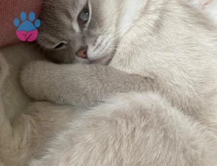 Scottish Fold Oğlumuza gelin arıyoruz