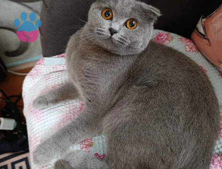 Scottish Fold 2 Yaşında Kedim Eş Arıyor
