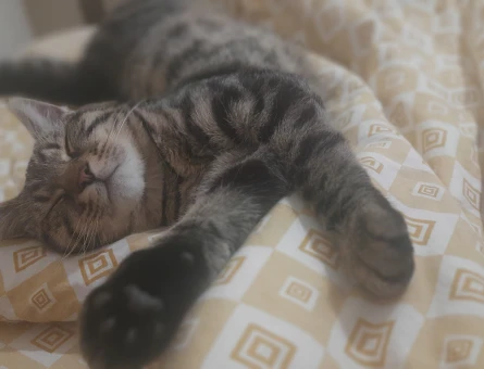 Tekir Erkek Kedi Arıyoruz - 118963988
