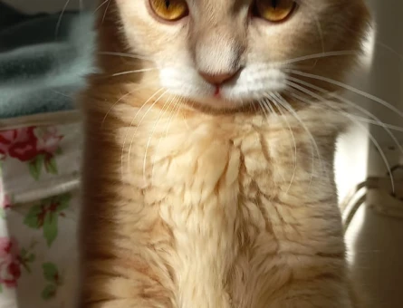 British Shorthair 1 Yaşında Eş Arıyor - 118963990