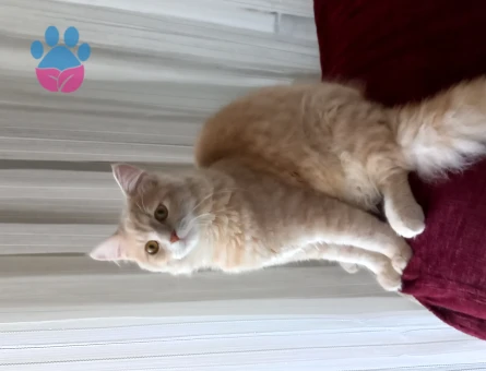 British Shorthair 1 Yaşında Eş Arıyor