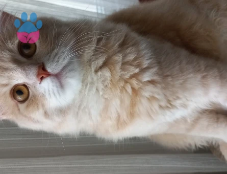 British Shorthair 1 Yaşında Eş Arıyor