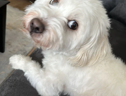 Maltese Terrier 5 Yaşında Eş Arıyor - 118963991