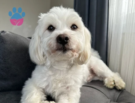 Maltese Terrier 5 Yaşında Eş Arıyor