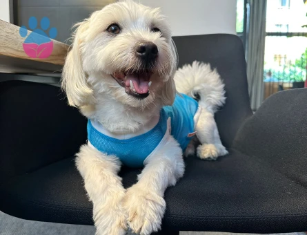 Maltese Terrier 5 Yaşında Eş Arıyor