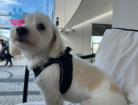 Maltese Terrier 5 Yaşında Eş Arıyor