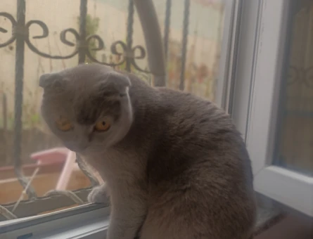 Scottish Fold 1 Yaşında Lady Eş Arıyor - 118964004
