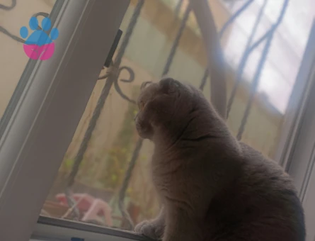 Scottish Fold 1 Yaşında Lady Eş Arıyor