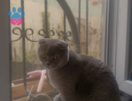 Scottish Fold 1 Yaşında Lady Eş Arıyor