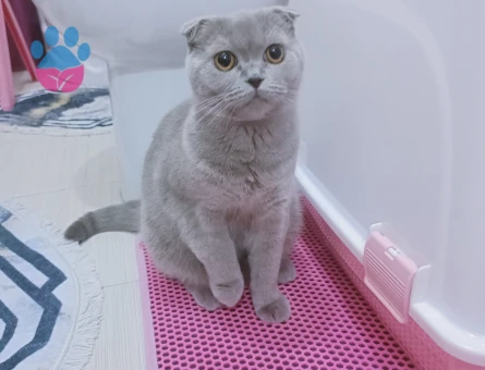 Scottish Fold 1 Yaşında Lady Eş Arıyor