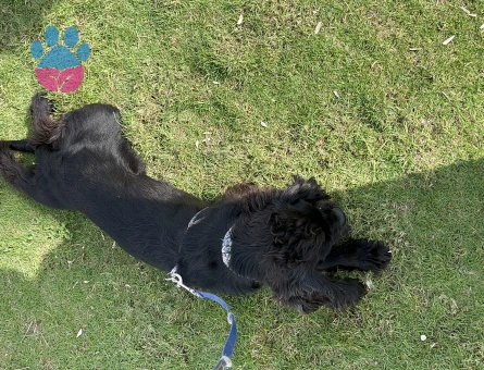 Amerikan Oğlumuza Eş Arıyoruz