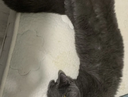 British Shorthair Gece’ye Gelin Arıyoruz - 118964007