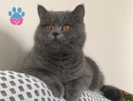 British Shorthair 1 Yaşında Kedim Eş Arıyor