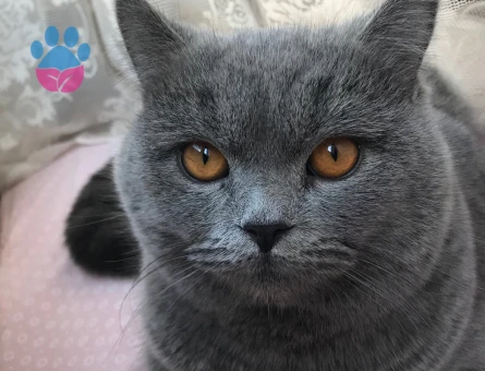 British Shorthair 1 Yaşında Kedim Eş Arıyor