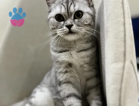 British Shorthair 1 Yaşında Kızım Eş Arıyor