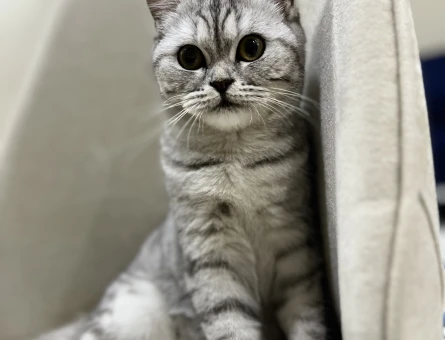 British Shorthair 1 Yaşında Kızım Eş Arıyor - 118964011