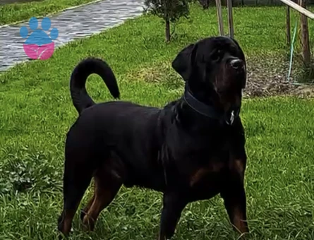 Rottweiler Oğluma Dişi Eş Arıyorum