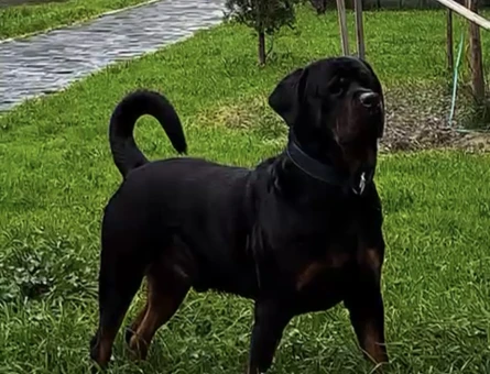 Rottweiler Oğluma Dişi Eş Arıyorum - 118964015