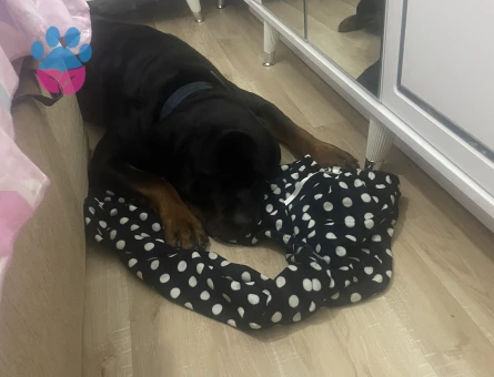 Rottweiler Oğluma Dişi Eş Arıyorum
